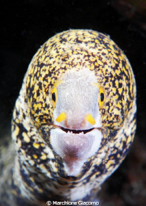 The face
Nikon D200 , Nikon 60 micro , twin strobo
Lemb... by Marchione Giacomo 